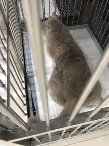 蓝猫做完绝育后依然乱叫,第二天看到猫的表情后完了,摊上事了
