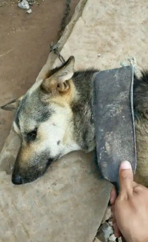 狗狗不吃主人的烤鱼,主人拿刀恐吓它,狗狗顿时被吓懵了
