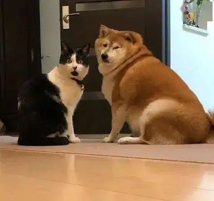 猫跑过去亲狗狗脸,回头发现主人偷拍
