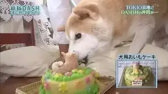 16岁表情包柴犬去世...网友永远活在我的微信中
