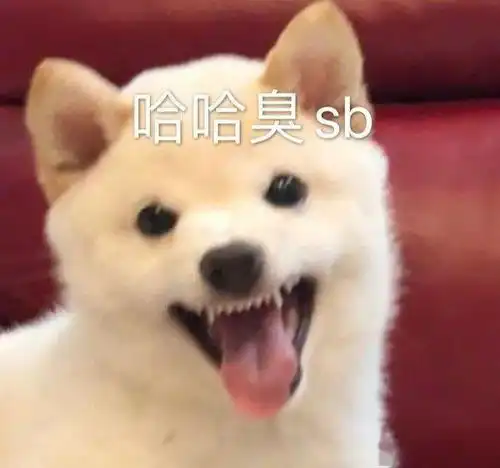 可爱动物表情包
