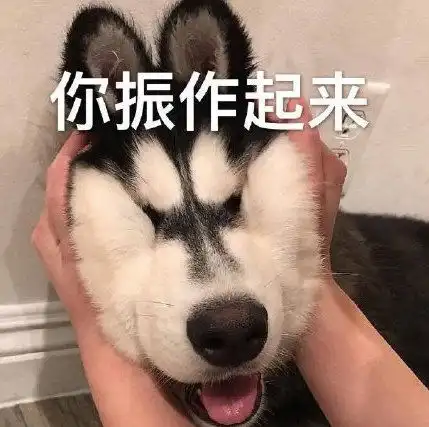 狗gif不笑的萨摩耶有多严肃

