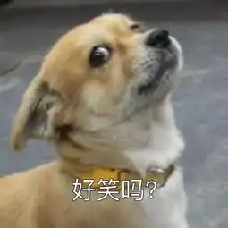 舔狗单身狗狗奴等等跟狗子们到底有什么关系
