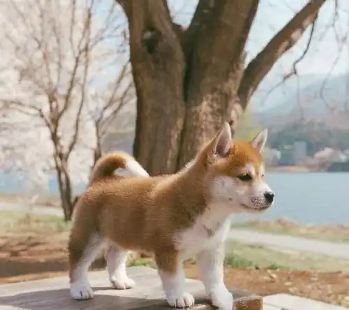 春暖花开,你带自家狗狗去踏春了吗
