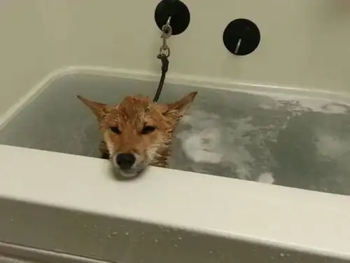日本土狗柴犬,为什么能成为我们表情包里不可或缺的存在
