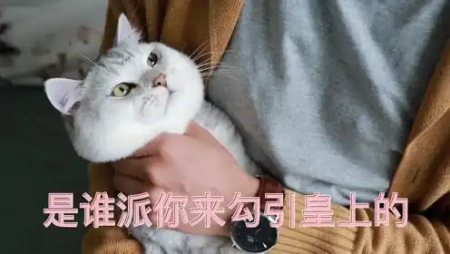 又带猫出来表演,猫一脸生无可恋的表情,网友主子莫非是个傻子
