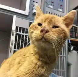 猫咪冻得眼睛都睁不开,被救后恢复,睁开眼睛的一瞬间眼泪汪汪
