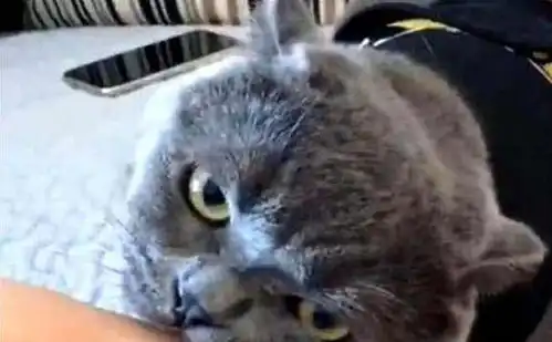 蓝猫讨吃小表情令铲屎官笑喷,猫你看这鸡腿它又大又圆