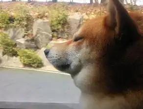 柴犬假装被石兽咬到表情赢了
