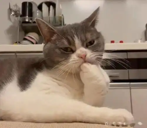 猫咪听到乐团音乐后,突然手撑下巴,露出的表情亮了
