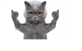 皇家猫粮还在储粮桶保鲜猫粮80的猫奴都用错了方法
