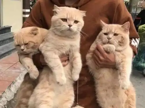 铲屎官抱着橘猫出门,橘猫们一脸委屈,却吸引了路人们的围观
