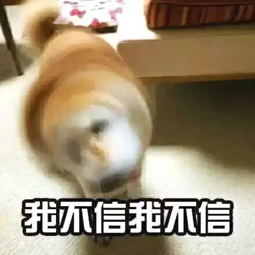 汪星人日历,2019年会不会对你好就看它们了
