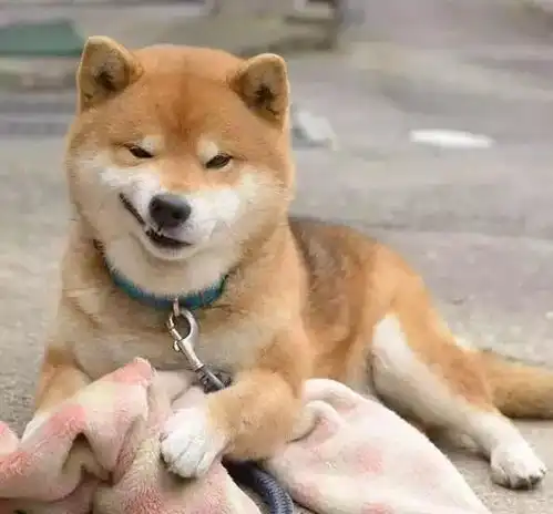 没看到这只柴犬之前,我以为哈士奇表情包是最多的
