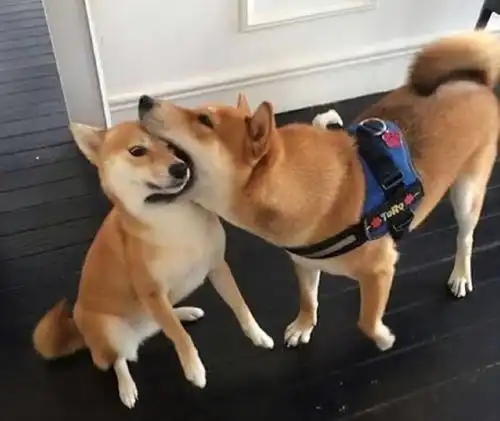 黑柴为什么比白柴贵这么多柴犬你到底多少钱