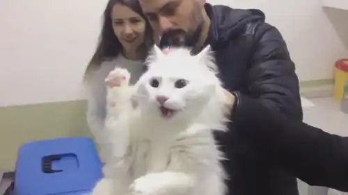 主人带猫咪到宠物医院打针,猫咪开始傲娇得很,最后却举起爪子投降
