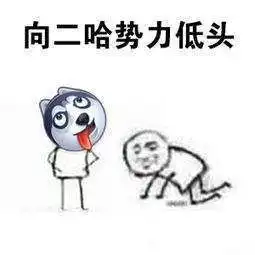 你因为什么奇葩理由住过院我家狗欢迎我的时候把我砸晕了
