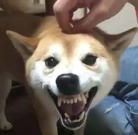在狗狗眼里,这几件事就是在挑衅它,咬你很正常
