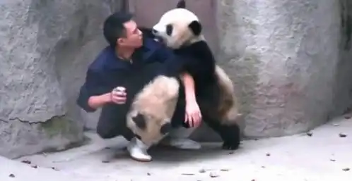 调皮熊猫宝宝拒不吃药夹击饲养员
