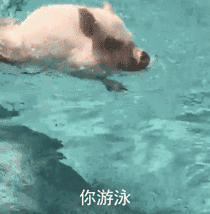 这就是你的美好夏天了
