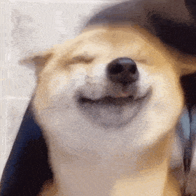 每日一笑,袜子长出小猫咪
