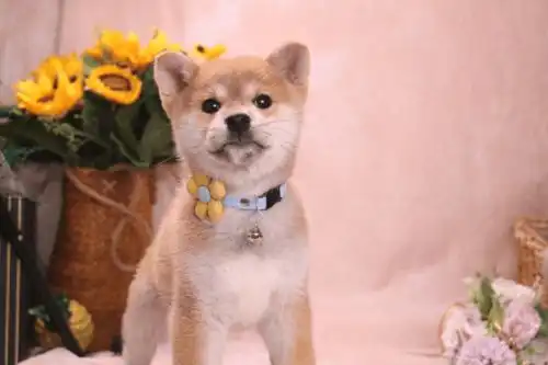 柴犬是谜一样的生物吗是
