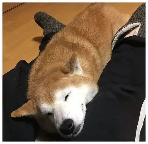 主人外出没带狗狗,柴犬的表情仿佛世界末日,你要抛家弃子吗
