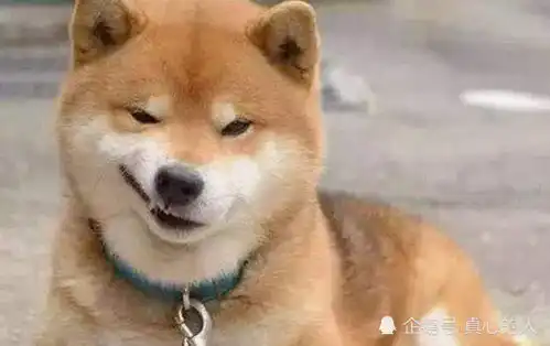 柴犬骚起来没你什么事,张张看的让人笑喷,最后一个让女人汗颜
