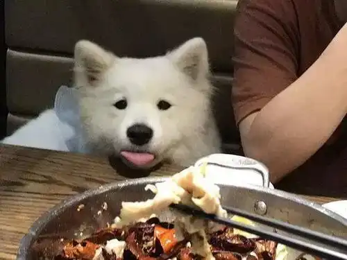 萨摩耶出门遛弯乱寻食,学会三点拒食方法,让爱犬避免吃坏肚子
