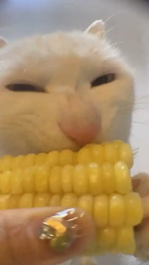 猫可以吃熟玉米吗今日头条
