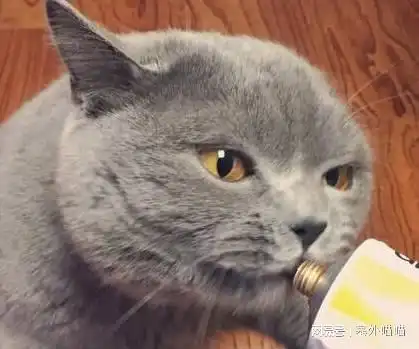 铲屎官故意在蓝猫面前秀恩爱,猫咪的表情亮了,算你们狠
