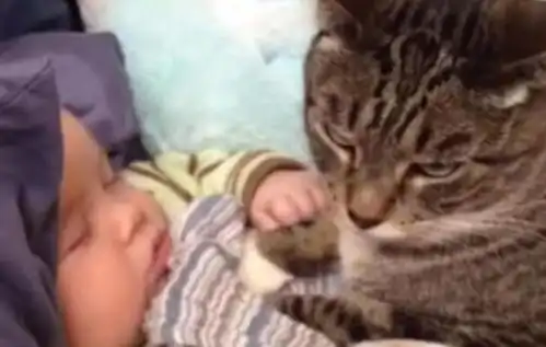 猫咪紧盯熟睡的小主人,正在疑惑它想干嘛,下一秒超级暖心
