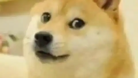 双马尾的小可爱表情包上次是仓鼠今天我可是柴犬哟嗷呜嗷呜
