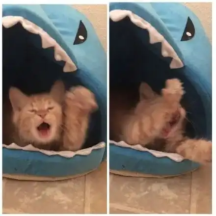 那些被鲨鲨吃掉的可爱的猫猫,太可怕了
