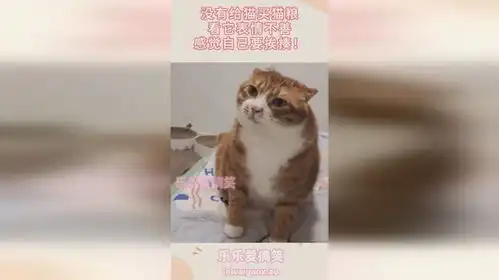 没有给猫买猫粮,看它表情不善,感觉自己要挨揍
