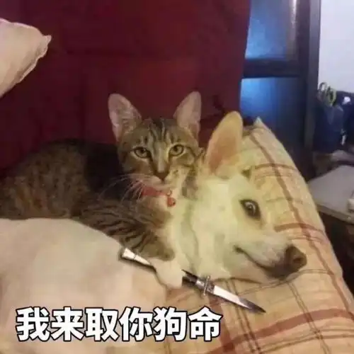 表情包分享精选表情第十三期
