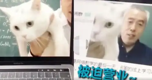 化学老师抱猫上网课走红,猫咪表情太吸睛,老师别看猫,看我
