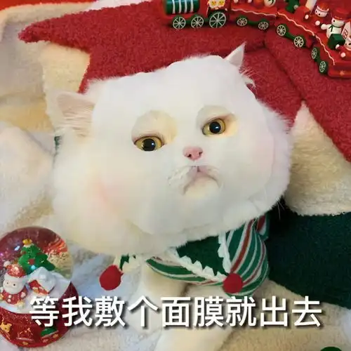 圣诞节专属猫猫表情包
