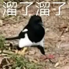 表情包图片大全抖音最火表情包动态猫和老鼠0722期
