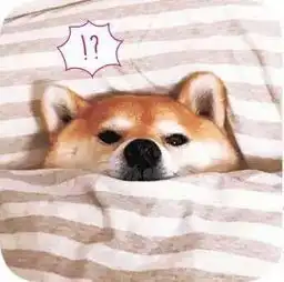 法院拍卖柴犬替主人还债狗子主人靠不住,只能靠自己
