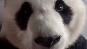 厉害了,我的熊猫第42期智慧树上智慧果,学好物理吃苹果