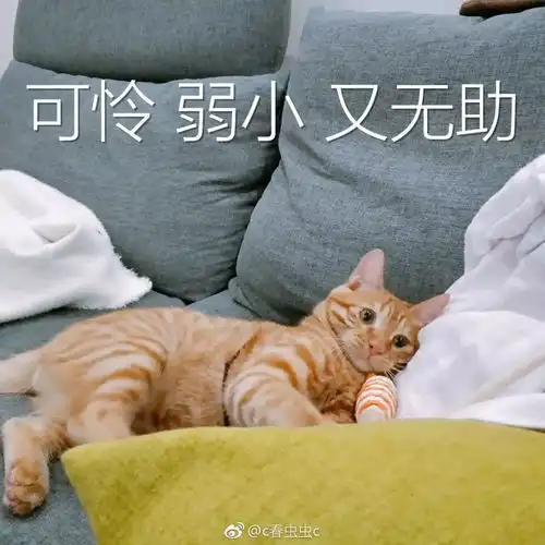 逗趣日常丨哈哈哈和爸妈聊天慎用表情包你根本猜不到结局
