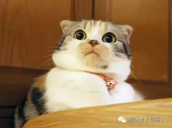 每一只喵,都是天生的表情包
