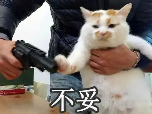给猫买了自动饮水机,结果我家发生了火灾
