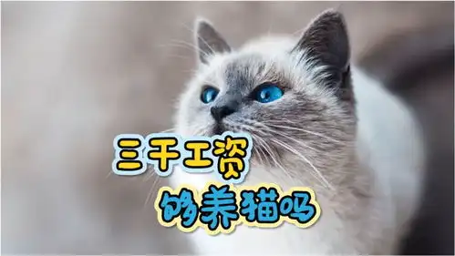 月入三千的上班族,究竟适不适合养猫
