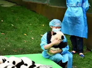 萌翻天23只熊猫幼仔集体亮相

