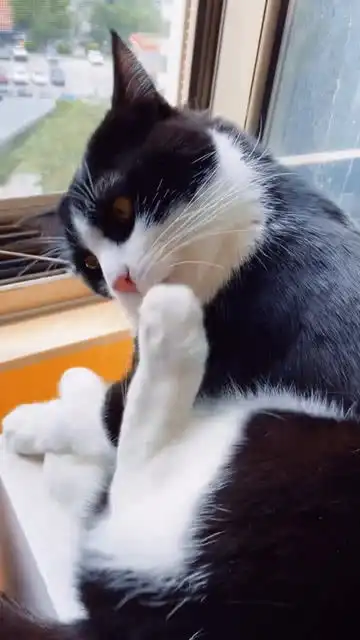 猫咪每次舔完脚,都忘了放下来,一直要举好久好久

