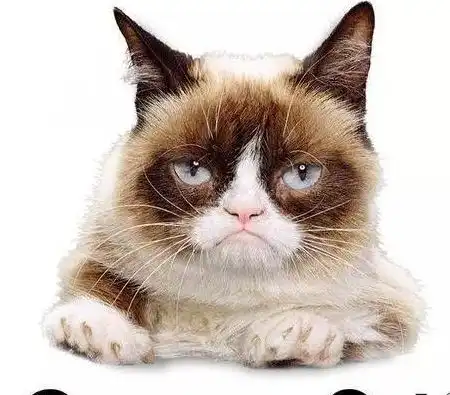全世界猫奴的悲伤身价7亿的不爽猫病逝
