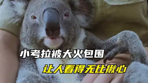 小考拉被大火包围,多亏好心人相救,可结局却让人那么痛心
