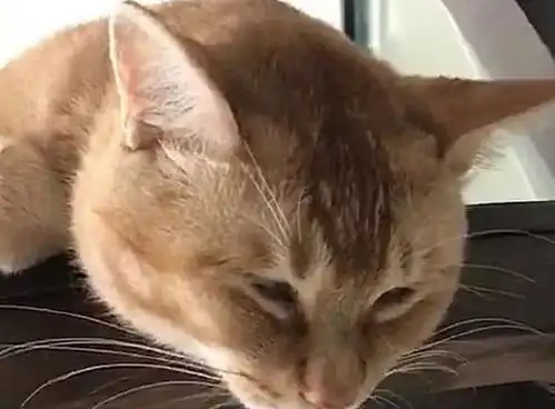 橘猫胖出了新花样,手指都胖成了表情包,网友这是我丢的赞
